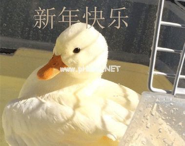 2021元旦沙雕有趣跨年说说 你好2021的沙雕文案