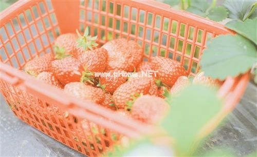 最新摘草莓朋友圈说说 摘草莓很开心的说说集锦21句