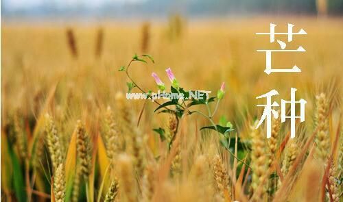 关于芒种的说说26句