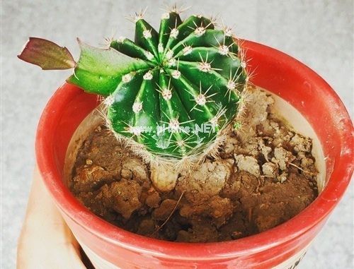 仙人球朋友圈心情说说 朋友圈晒仙人球的说说