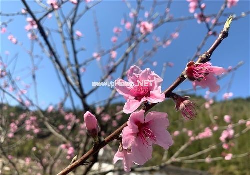 桃花开了的心情说说 桃花开了发朋友圈说说21句