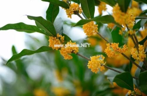 形容桂花香的朋友圈说说 桂花飘香秋意浓的说说