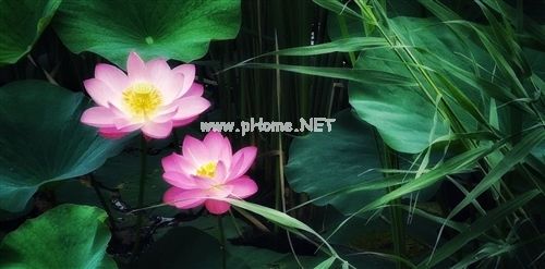 适合小暑发朋友圈的说说锦集29句