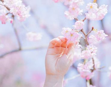 樱花盛开的好听语录 2023春季赏樱花的唯美句子