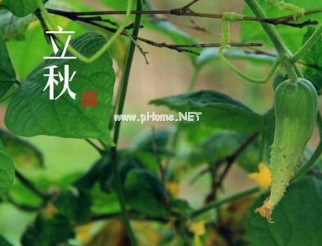 2023微信立秋说说经典好听 适合发朋友圈的立秋说说大全