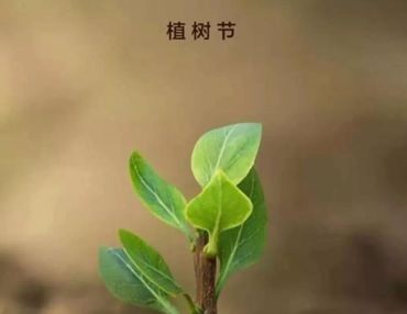 植树节发朋友圈的正能量说说 2023植树节正能量语录