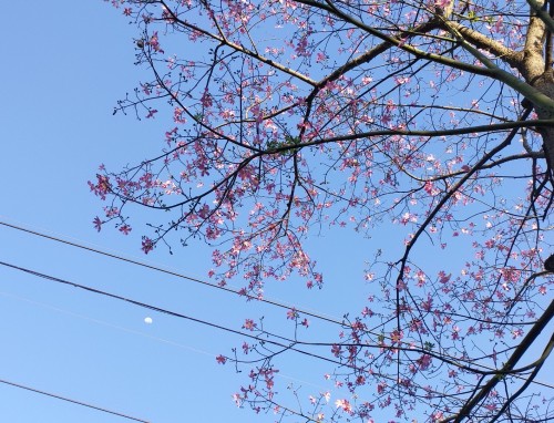 大学生职场求职自我介绍信模板